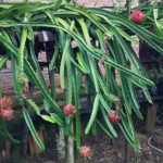 Budidaya Buah Naga di Pekarangan Rumah