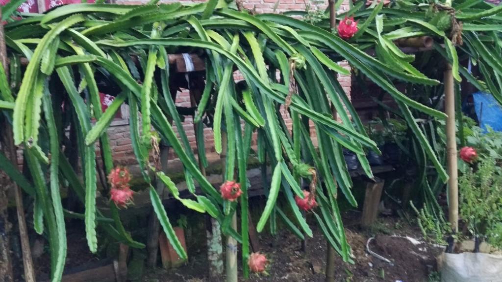 Budidaya Buah Naga di Pekarangan Rumah